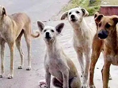 Harish Rao Raises Alarms Over Increasing Dog Bite Incidents