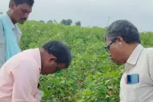 KVK Palem Scientists Visit Farmers’ Fields in Ieeja Mandal to Tackle Pest Infestation