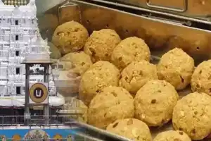 “Outrage Erupts as Allegations of Animal Fat in Balaji Laddu Stir Controversy”