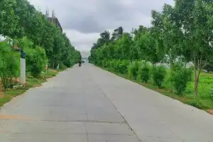 Residents Call for Removal of Roadside Kono Carpus Trees