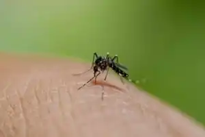 State Struggles with Surge in Viral Fevers as Dengue Cases Exceed 6,400