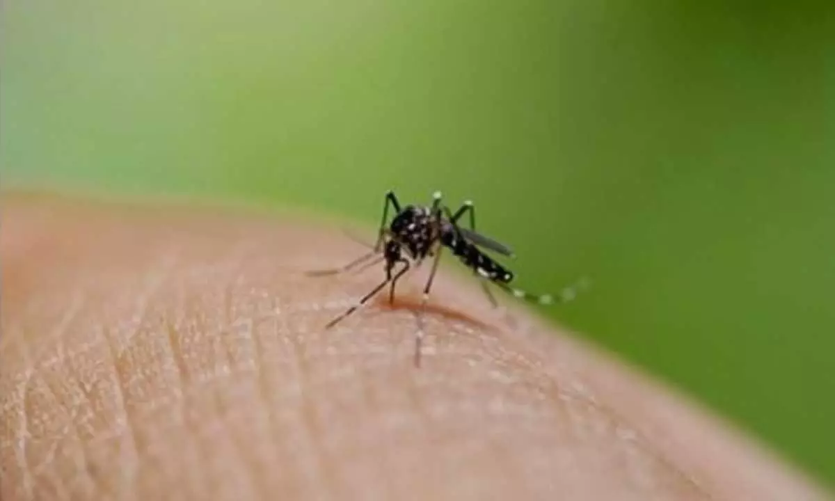 State Struggles with Surge in Viral Fevers as Dengue Cases Exceed 6,400