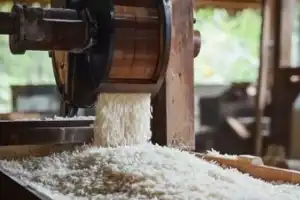 Cong Government Prepares to Expose ‘Rice Scam’
