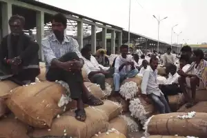 Cotton Farmers Protest, Demand Fair Prices