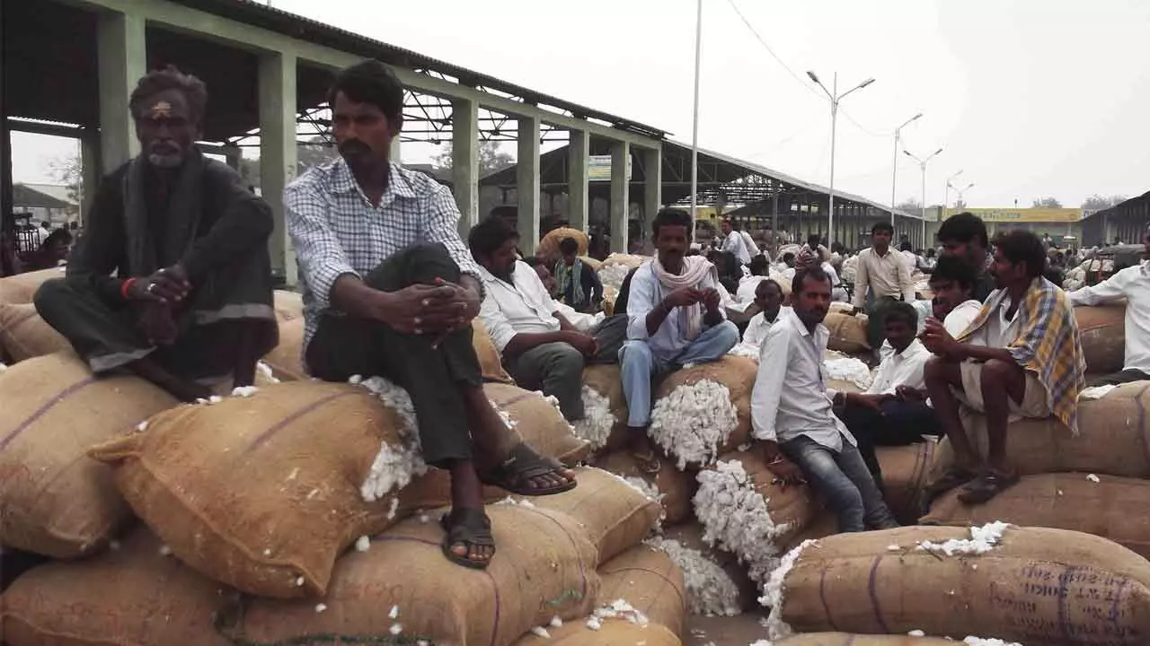 Cotton Farmers Protest, Demand Fair Prices
