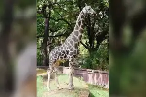 Giraffe Passes Away at Hyderabad Zoo