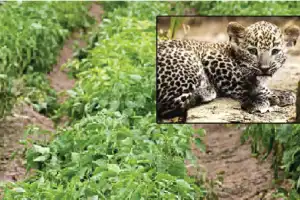 Leopard Cub Sighted in Chilli Farm in Khammam District