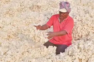 New App Launched to Support Cotton Farmers