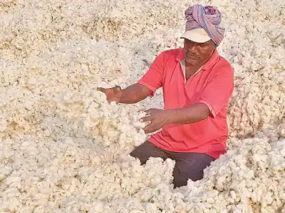 New App Launched to Support Cotton Farmers