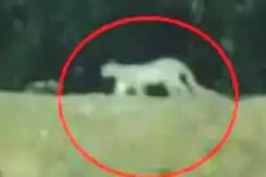 No need to panic, it’s not a leopard