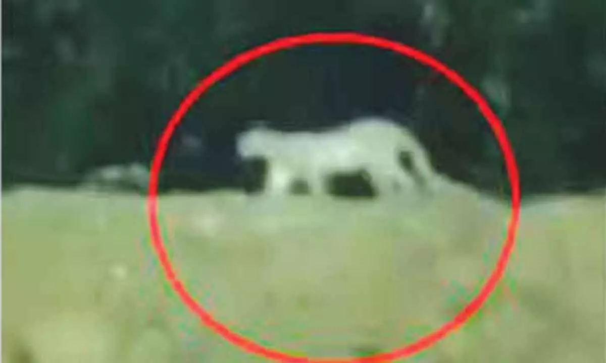 No need to panic, it’s not a leopard