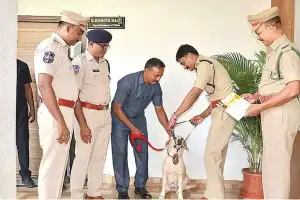 Sniffer Dog Juno Awarded Gold Medal