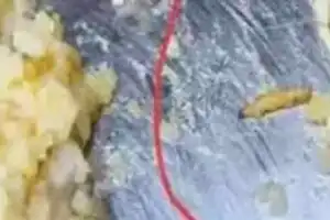100 students sickened by contaminated food