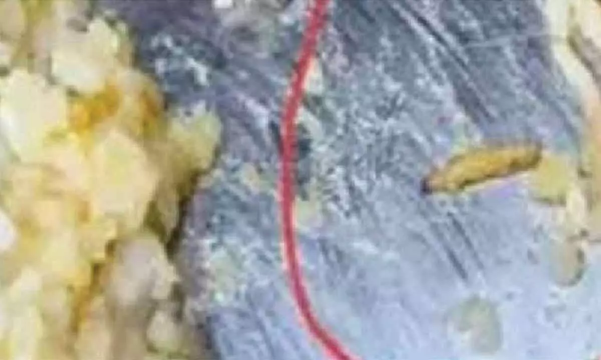 100 students sickened by contaminated food