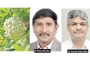 Balanagar Custard Apple ready to receive GI tag