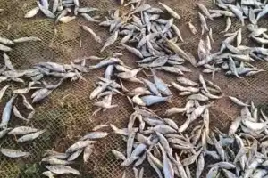 Fishing Mafia Operates Boldly Amid Official Inaction