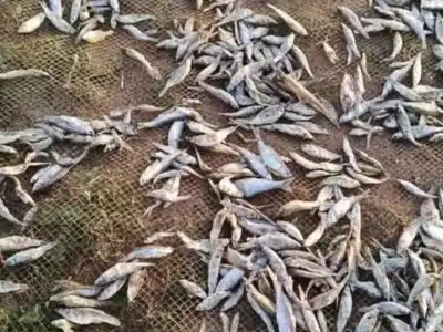 Fishing Mafia Operates Boldly Amid Official Inaction