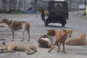 GHMC Takes Action to Address Stray Dog Issue After Period of Inactivity