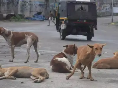 GHMC Takes Action to Address Stray Dog Issue After Period of Inactivity