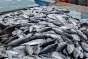Government to Introduce Incentives to Revitalize Fishing Industry