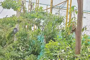 Greens Furious Over Tree Pruning as Departments Shift Blame