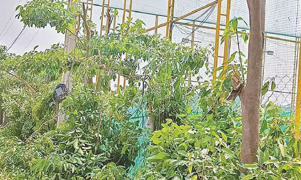 Greens Furious Over Tree Pruning as Departments Shift Blame