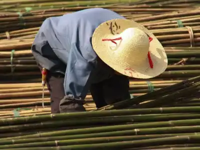 KCR Embraces Bamboo Farming, Urges Leaders to Join Initiative