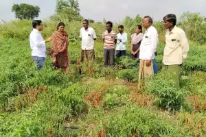 KVK Scientists Visit Chili Crops, Provide Guidance to Farmers