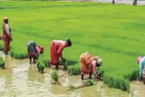 State Experiences Significant Surge in Fine Rice Production Due to Rs 500 Bonus