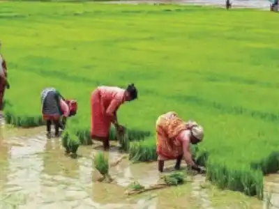 State Experiences Significant Surge in Fine Rice Production Due to Rs 500 Bonus