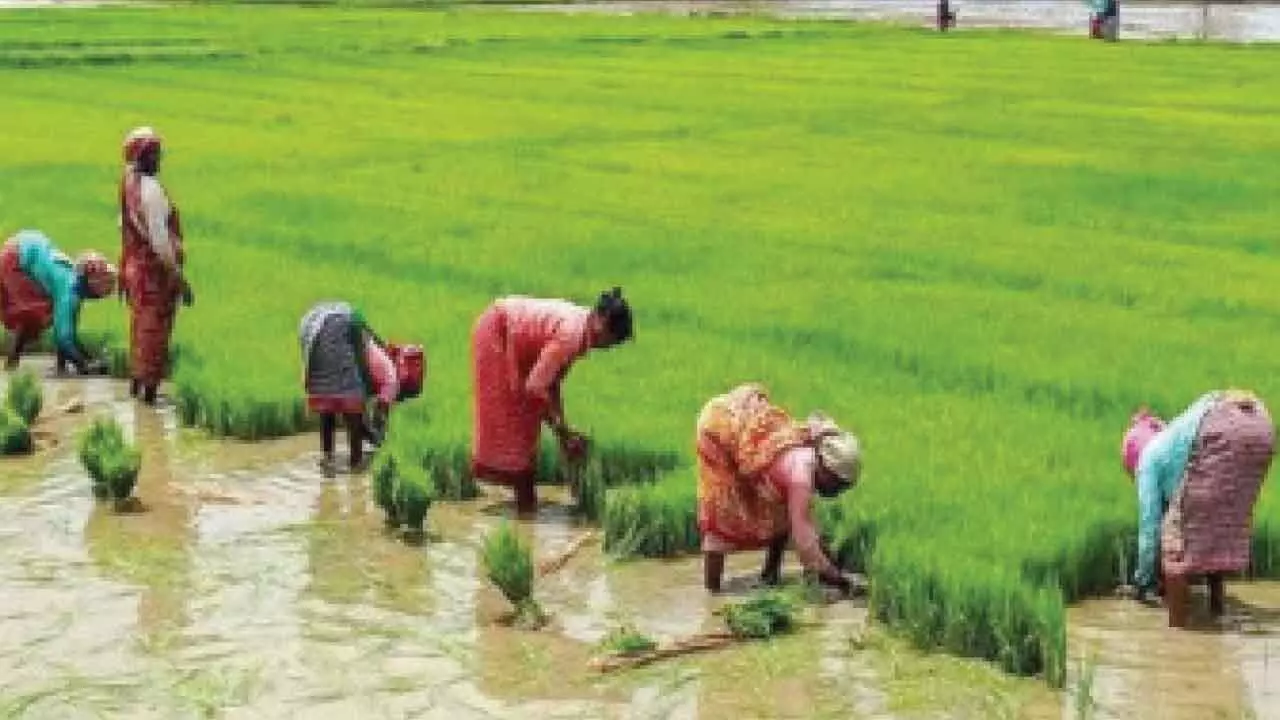 State Experiences Significant Surge in Fine Rice Production Due to Rs 500 Bonus
