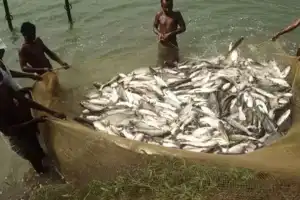 Telangana wins Best Inland Fisheries 2024 National Award