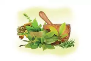 UGC Boosts Ayurvedic Research with New Initiatives