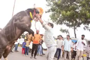 Yadav Community Celebrates Sadar Festival with Enthusiasm