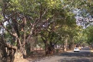 Petition Filed to Halt NH-163 Road Widening and Protect Banyan Trees
