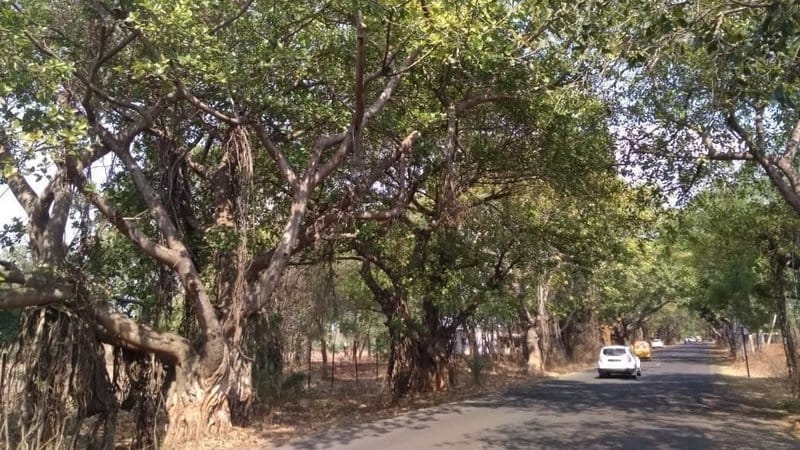Petition Filed to Halt NH-163 Road Widening and Protect Banyan Trees