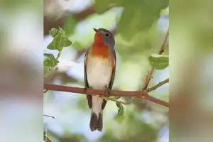 CM Revanth highlights Red-Breasted Flycatcher, calls for nature conservation