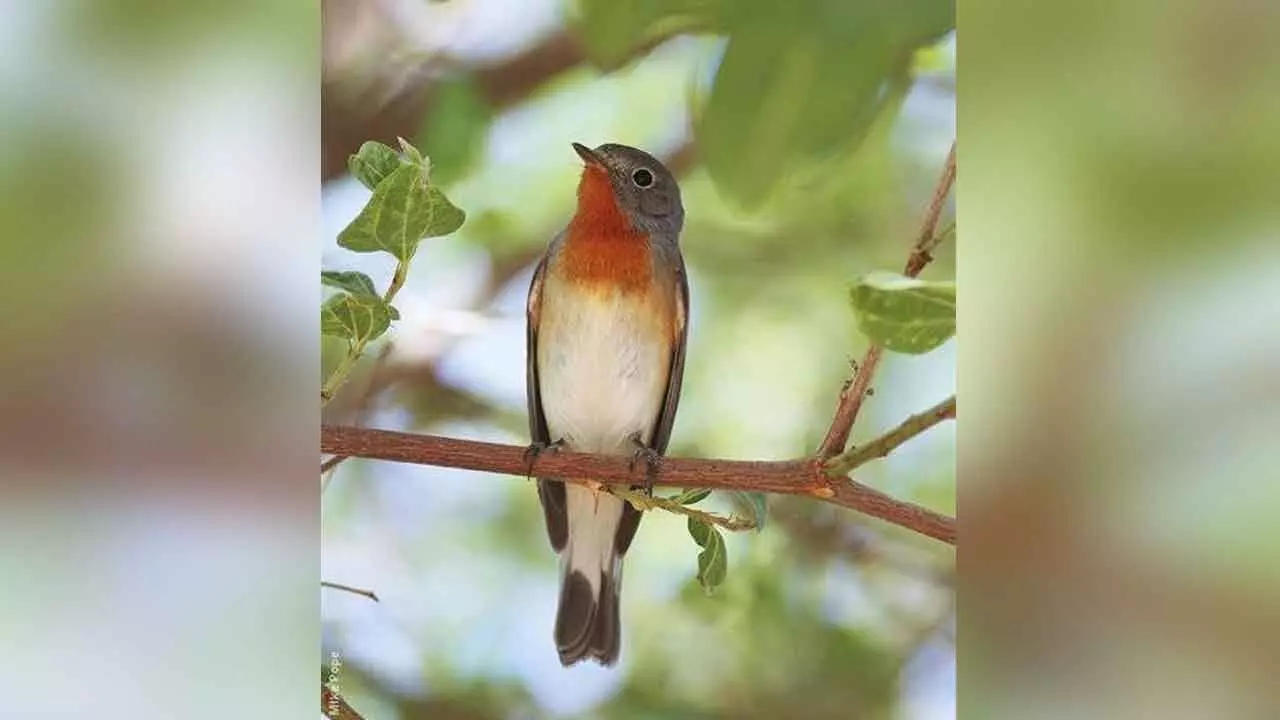 CM Revanth highlights Red-Breasted Flycatcher, calls for nature conservation
