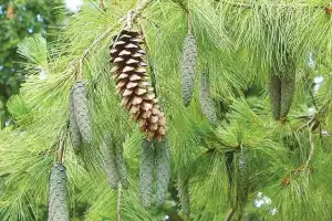 Experts promote medicinal plants to combat air pollution in Hyderabad