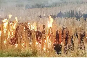 Grass burned intentionally after harvest