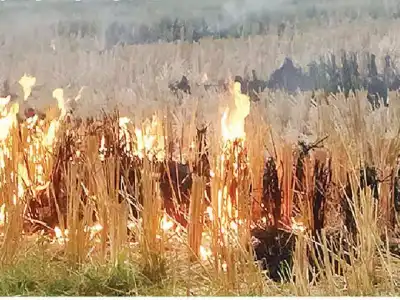 Grass burned intentionally after harvest