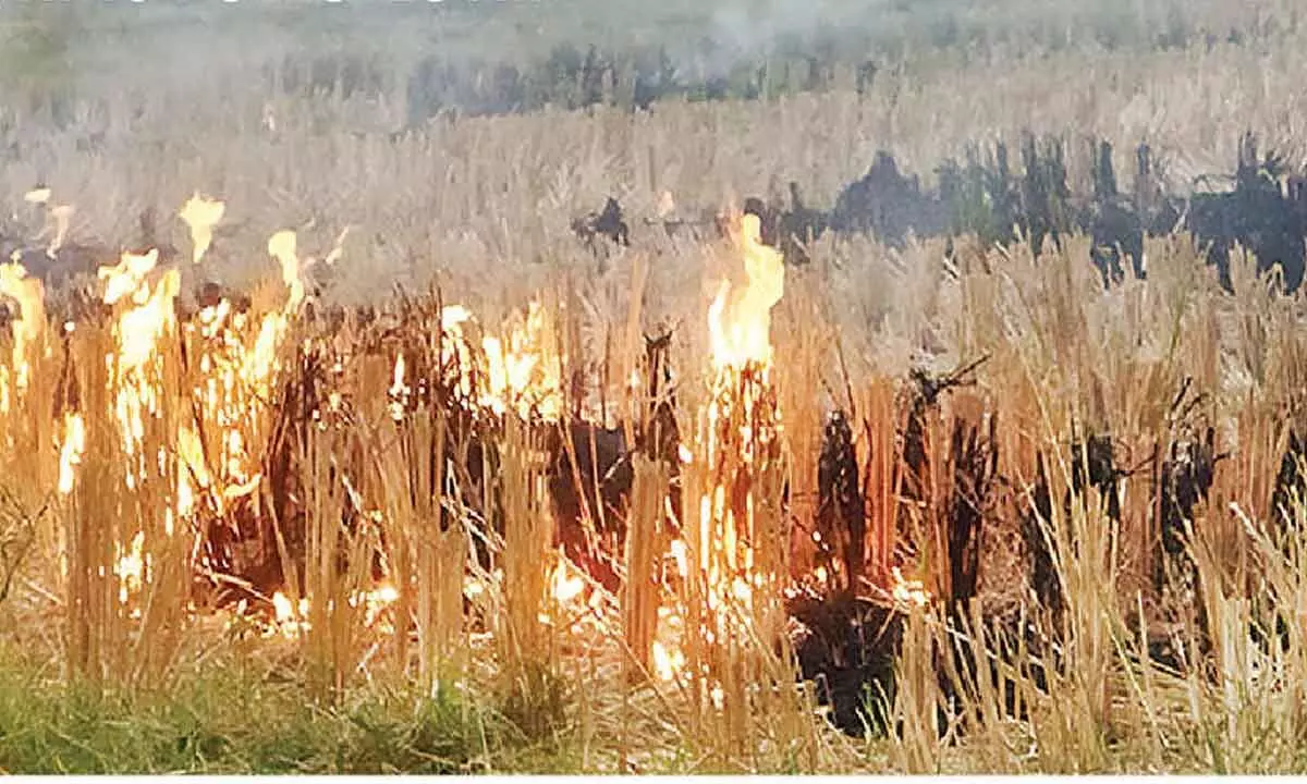 Grass burned intentionally after harvest