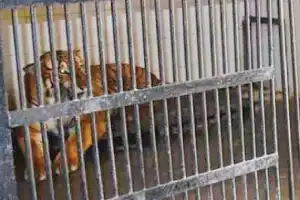 Heaters installed to keep animals warm at Nehru Zoo