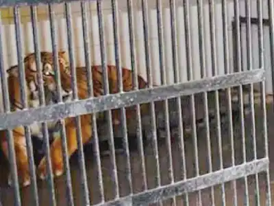 Heaters installed to keep animals warm at Nehru Zoo