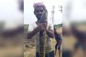 Huge 10-Kilo Korra Meenu Fish Discovered in Nettampadu Canal