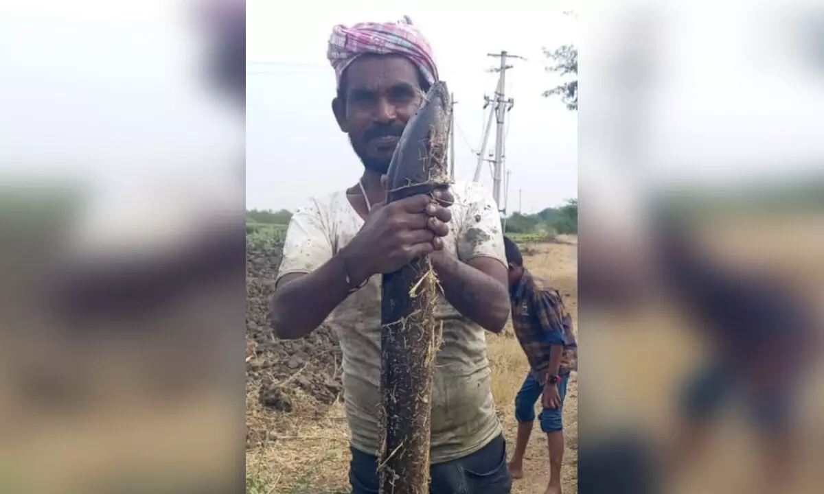Huge 10-Kilo Korra Meenu Fish Discovered in Nettampadu Canal