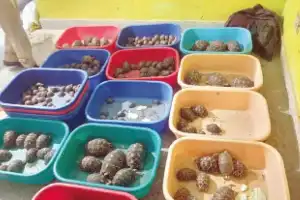 Hyderabad: Authorities seize 281 starfish and 160 tortoises, arrest 2 for smuggling