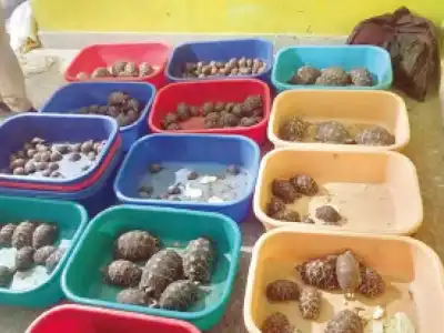 Hyderabad: Authorities seize 281 starfish and 160 tortoises, arrest 2 for smuggling