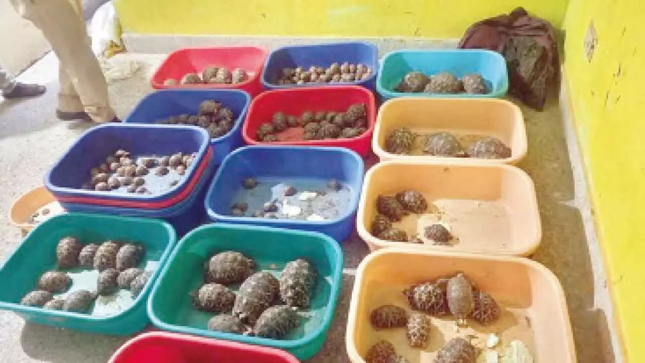 Hyderabad: Authorities seize 281 starfish and 160 tortoises, arrest 2 for smuggling