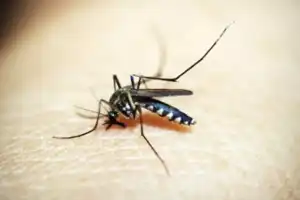 Mosquito bites disrupt peaceful sleep for Hyderabad residents